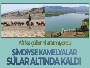 Afrika çöllerini aratmıyordu, şimdiyse kamelyalar sular altında kaldı