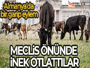 Almanya'da aktivistler meclis önünde inek otlattı