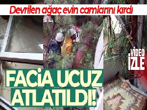 Maltepe'de devrilen ağaç evinin camlarını kırdı, facia ucuz atlatıldı