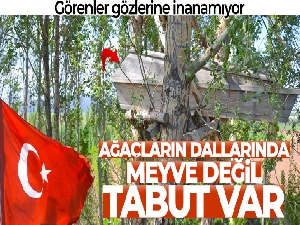 Görenler gözlerine inanamıyor, ağaçların dallarında meyve değil tabut var