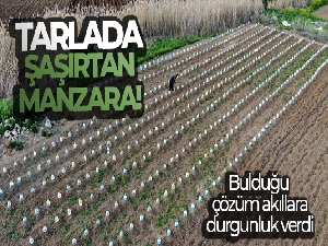 Domates fidelerini doludan korumak için bulduğu çözüm akıllara durgunluk verdi