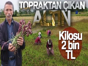 Topraktan çıkan altın: Kilosu 2 bin TL