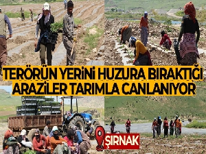 Terörün yerini huzura bıraktığı Şırnak arazileri tarımla canlanıyor