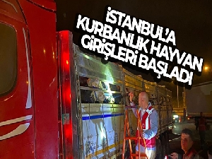 İstanbul'a kurbanlık hayvan girişleri başladı