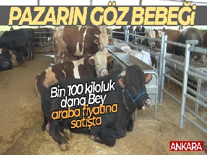 Bin 100 kiloluk dana Bey araba fiyatına satışta