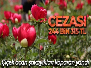 Çiçek açan şakayıkları koparan yandı: Cezası 244 bin 315 TL