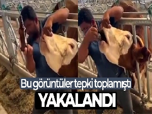 İneğe içki şişesinde sıvı veren şahıs yakalandı