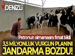 Böyle bakıcı düşman başına: Patronu yokken araç kiralayıp, bakımlarını üstlendiği 28 ineği çaldı