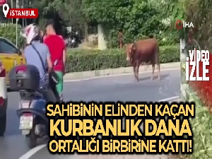 Beykoz'da sahibinin elinden kaçan kurbanlık dana ortalığı birbirine kattı