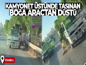 Kamyonet üstünde taşınan boğa dengesini kaybederek araçtan düştü