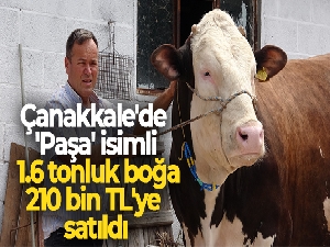 Çanakkale'de 'Paşa' isimli 1.6 tonluk boğa, 210 bin TL'ye satıldı