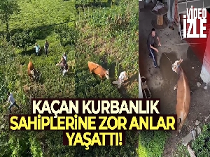 Rize'de kaçan kurbanlık sahiplerine zor anlar yaşattı