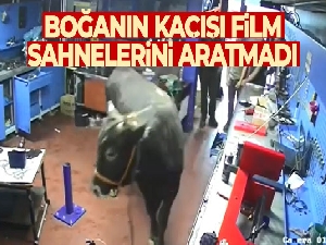 Boğanın kaçışı film sahnelerini aratmadı
