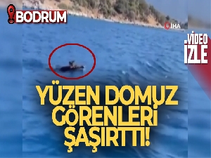 Bodrum'da yüzen domuz görenleri şaşırttı