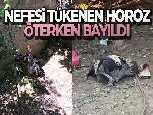 Nefesi tükenen horoz öterken bayıldı