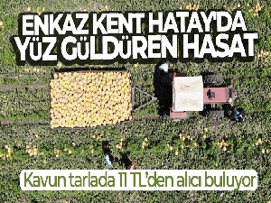 Enkaz kent Hatay'da yüz güldüren hasat: Kavun tarlada 11 TL'den alıcı buluyor