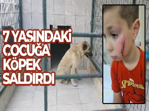 Bursa'da köpeğin saldırdığı çocuk yaralandı