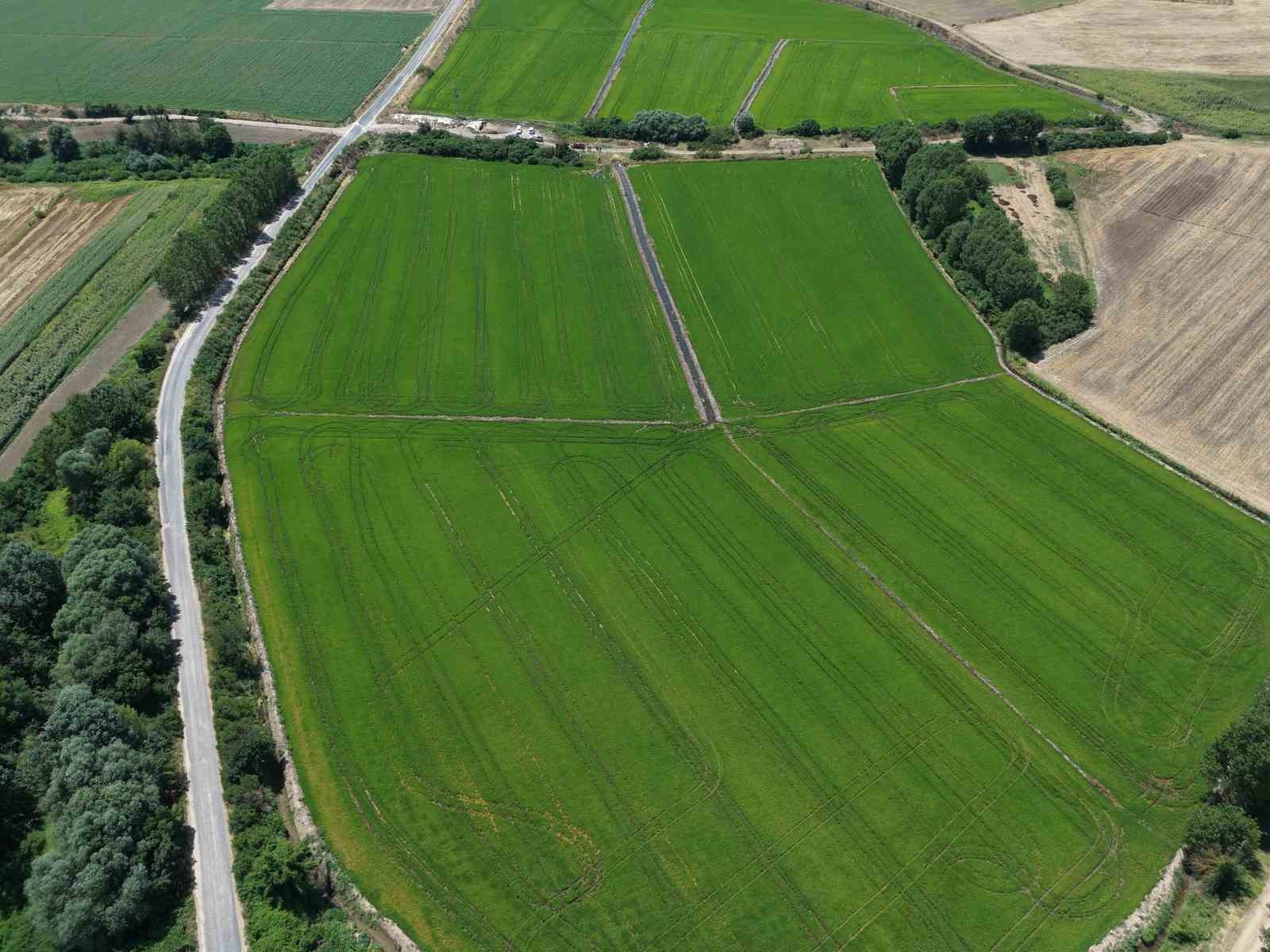 edirne-de-celtige-su-bereketi-rekolte-400-bin-tonu-asacak