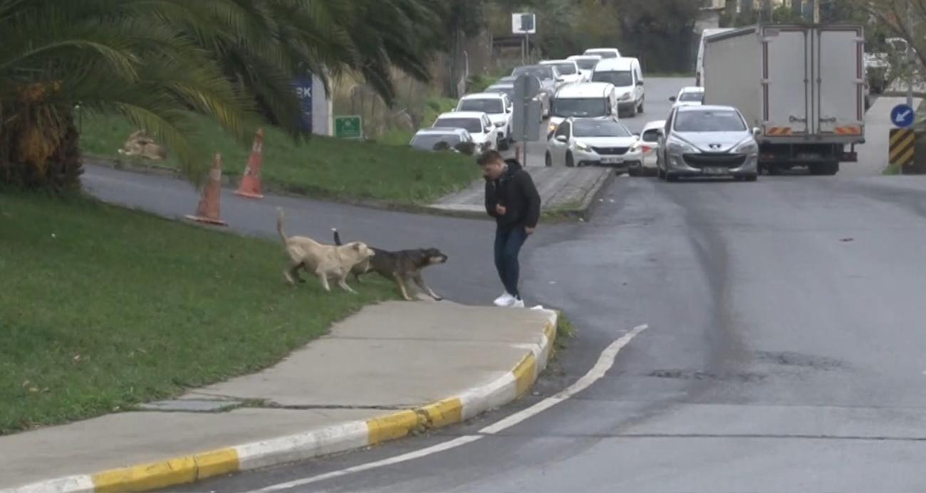 Bağcılar’da başıboş gezen köpekler 1 kişiyi ısırdı, 3 kişi ise son anda kurtuldu