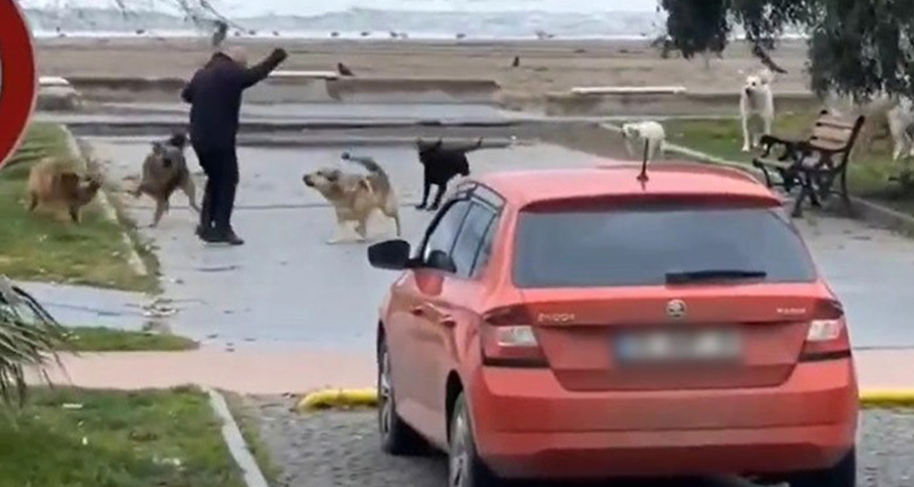 Köpeklerin vatandaşa saldırma anı kamerada