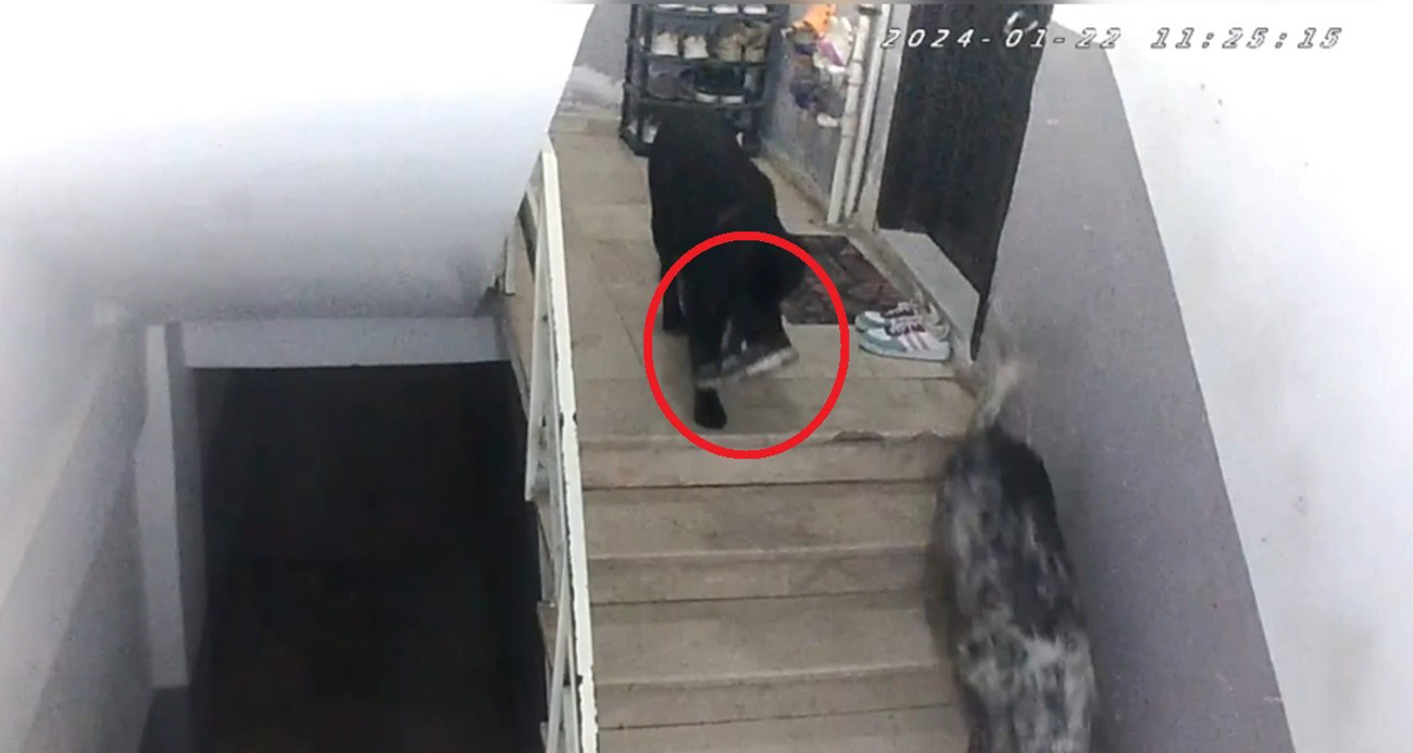 Sinop’ta gülümseten olay: Apartmana giren köpekler misafirin ayakkabısını çaldı