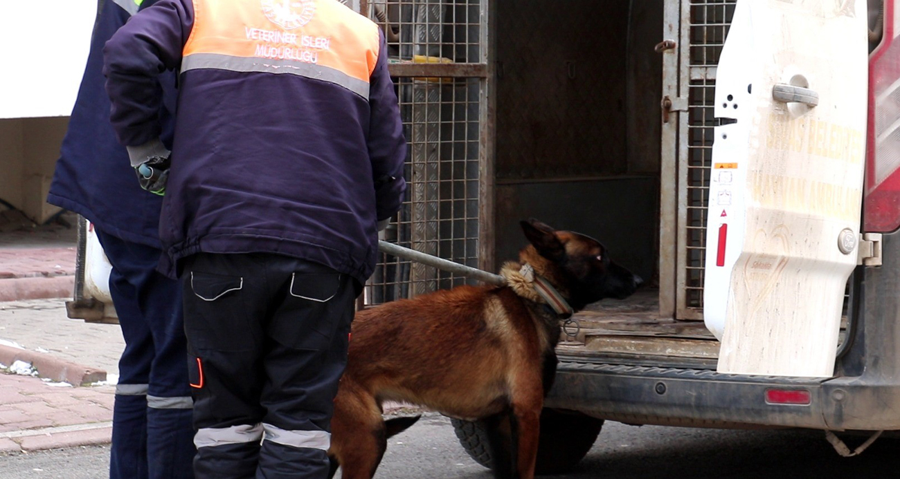 Tasmalı köpek dehşet saçtı, 2’si çocuk 4 kişiyi yaraladı