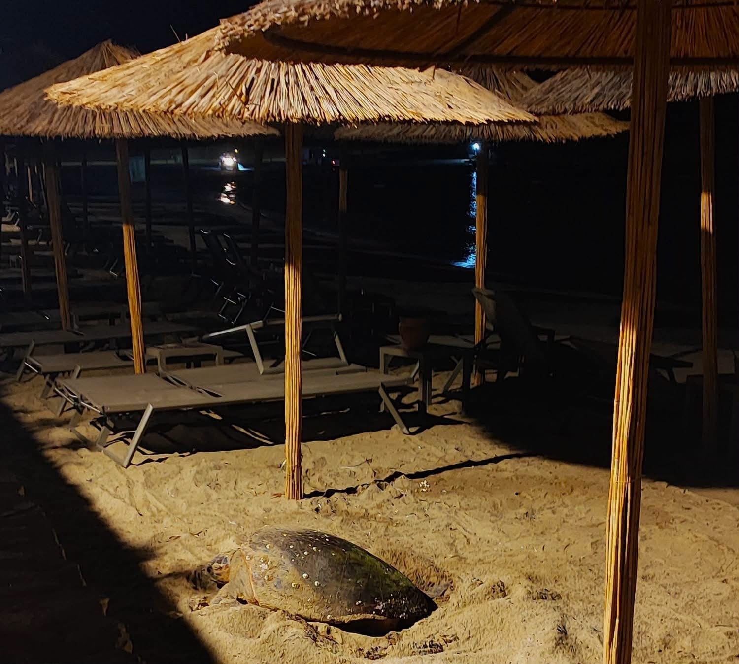 aydin-in-kusadasi-ve-didim-kiyilarinda-caretta-hareketliligi