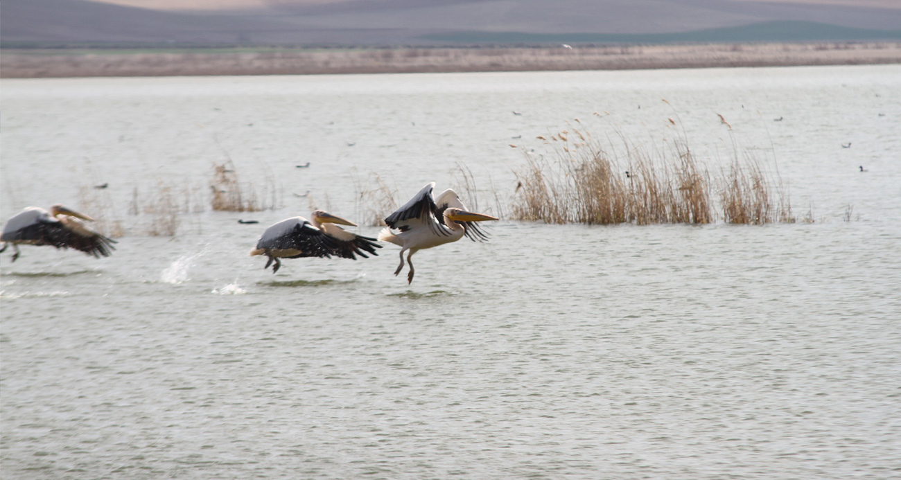 Göç eden pelikanlar Ankara’ya misafir oldu