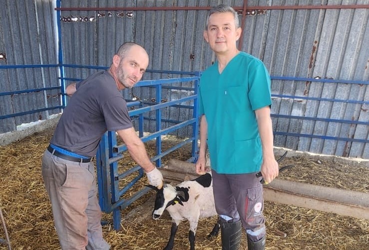 Söke’de kurbanlık koyunlara kulak küpesi uygulaması