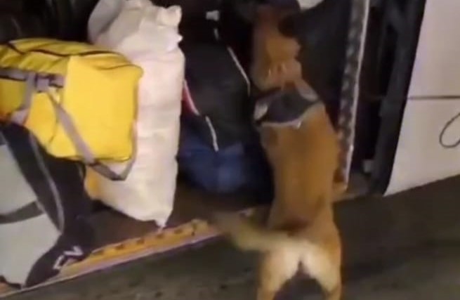 Malatya’da 29 kilo 860 gram skunk ele geçirildi