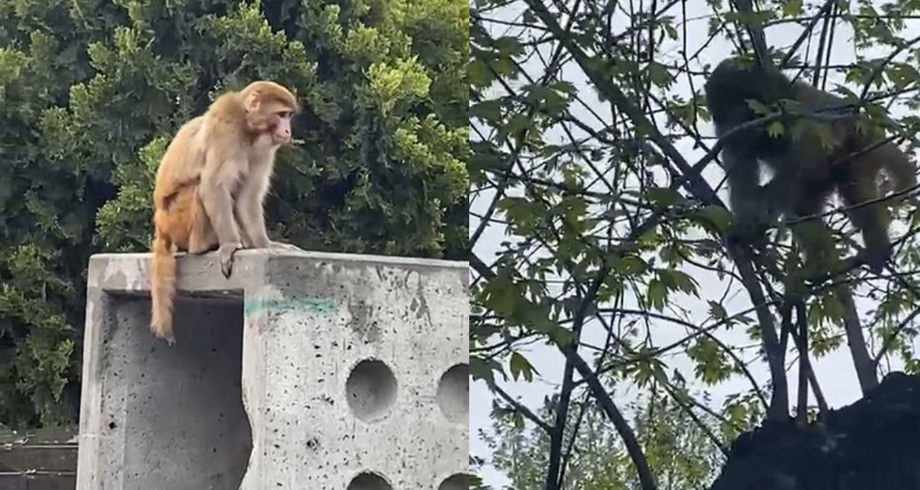 İstanbul’da firari maymun görenleri şaşkına çevirdi