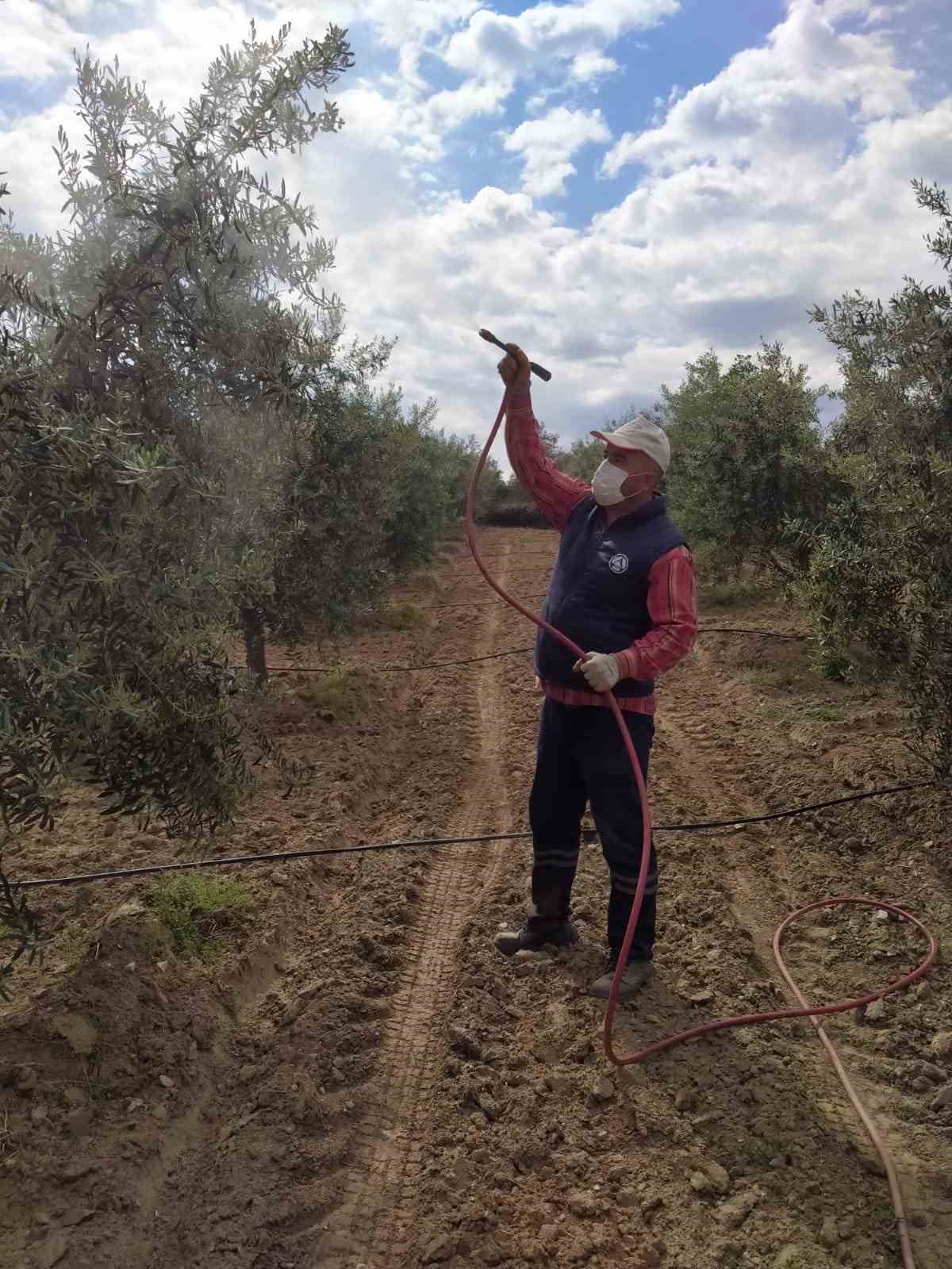 Sarıgöl’de zeytinde pamuklu bit ile mücadeleye başlandı