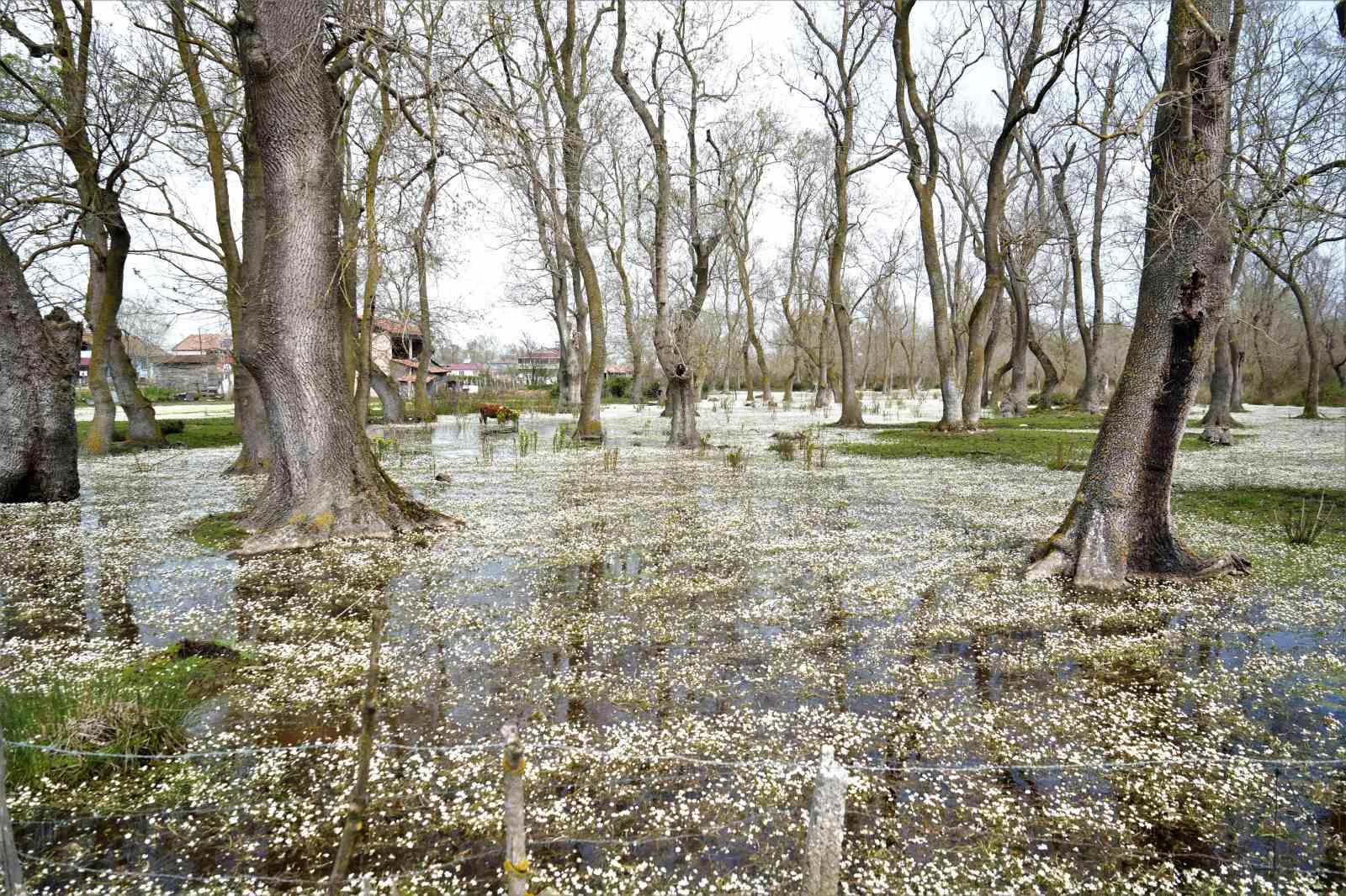 Cennetten bir köşe: Kızılırmak Deltası