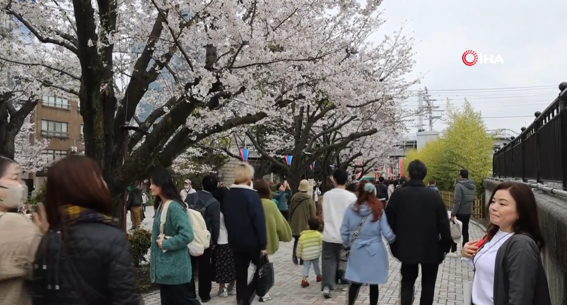 Spectacular Cherry Blossoms Delight Tokyo Residents And Tourists