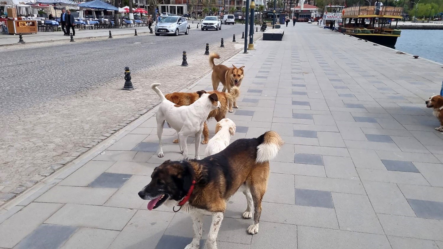 Sinop’ta başıboş köpekler vatandaşları tedirgin ediyor