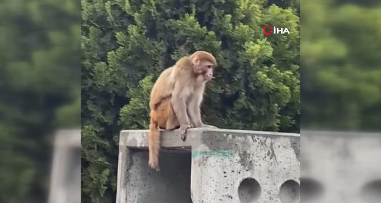 Fatih’te yine firari maymun ‘Momo’ görenleri şaşkına çevirdi: Binalara tırmanan maymuna çocuklar yoğun ilgi gösterdi