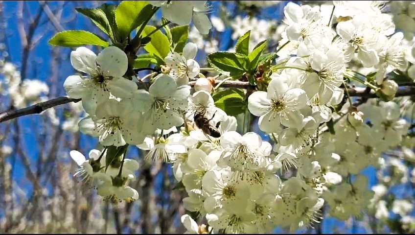 Arıcılardan çevre örgütlerine ilginç sitem: 