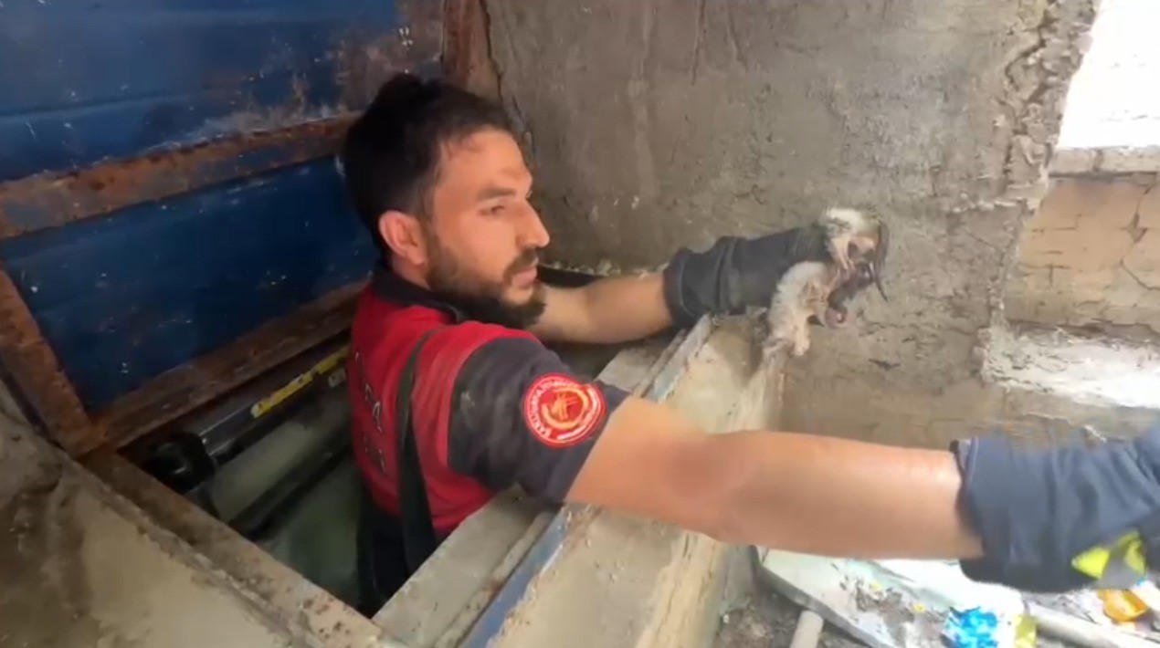 Şanlıurfa’da su kuyusuna düşen yavru kedi kurtarıldı