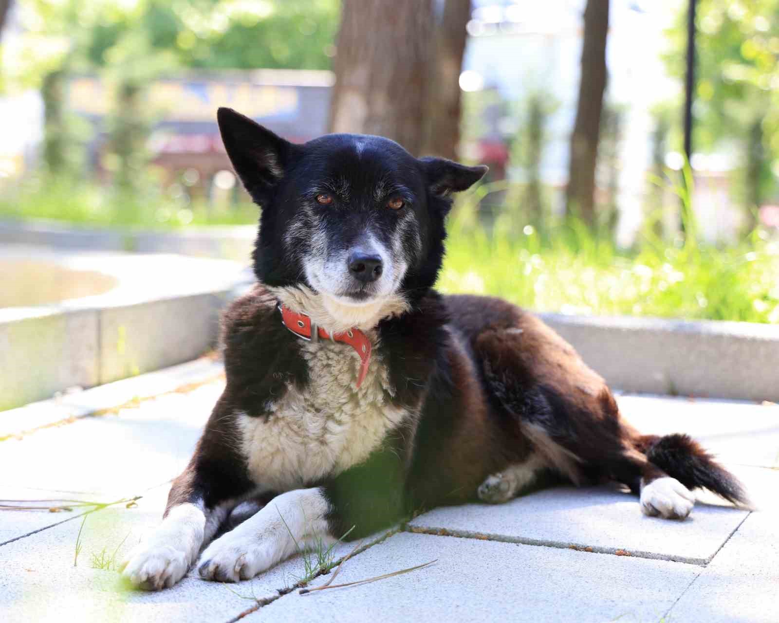 İşkenceye maruz kalan 