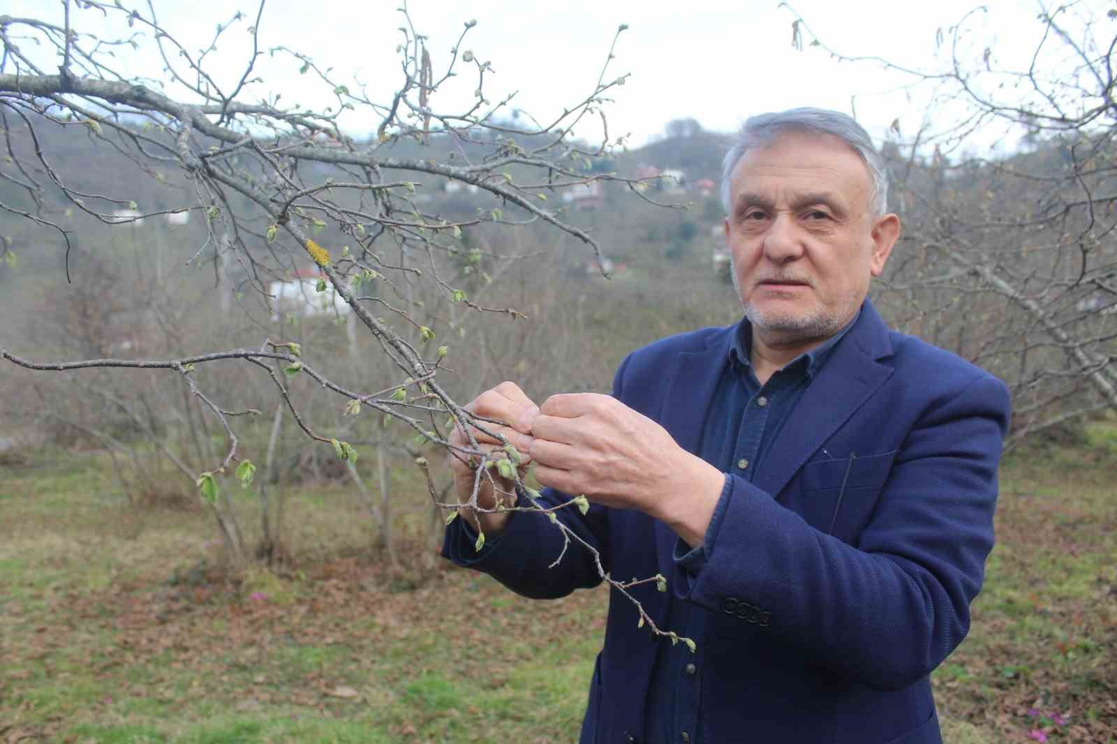 Fındıkta rekolte tartışması başladı