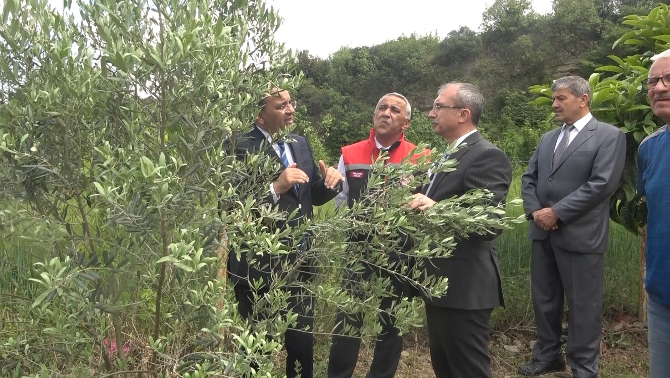 Samsun’da zeytincilik yeniden canlanıyor