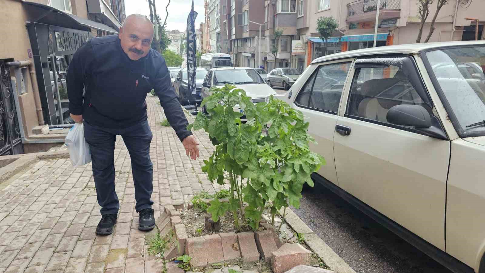 Bandırma’da sokakların yeşillenmesi için çağrı