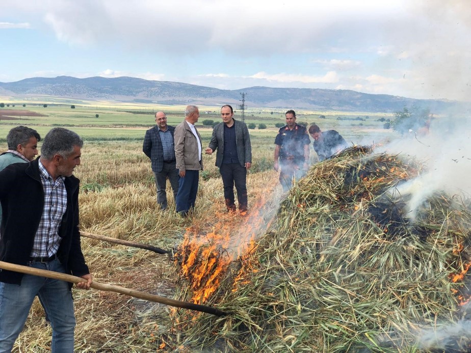 Gaziantep’te geleneksel yöntemlerle yapılan firik hasadı başladı