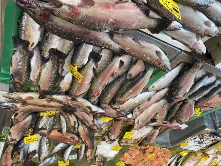 Karadeniz alası somon balığının fiyatı düştü, halk ozanları balıklar için mani okudu