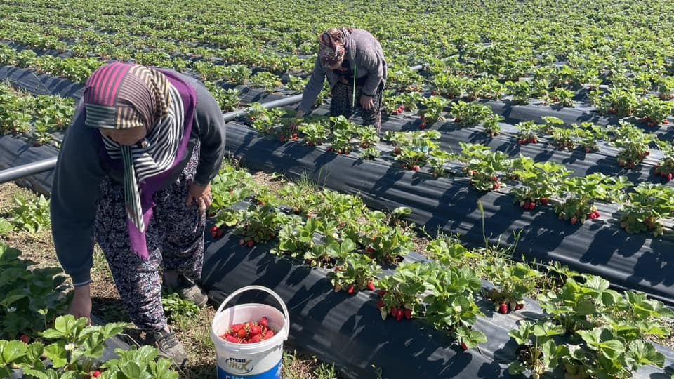 Beyşehir’de çilek bahçelerinde hasat mesaisi başladı