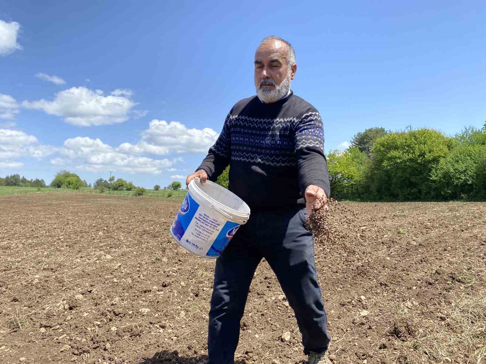 Denemek için karabuğday ektiler, çölyak hastalarından gelen taleplere yetişemez hale geldiler