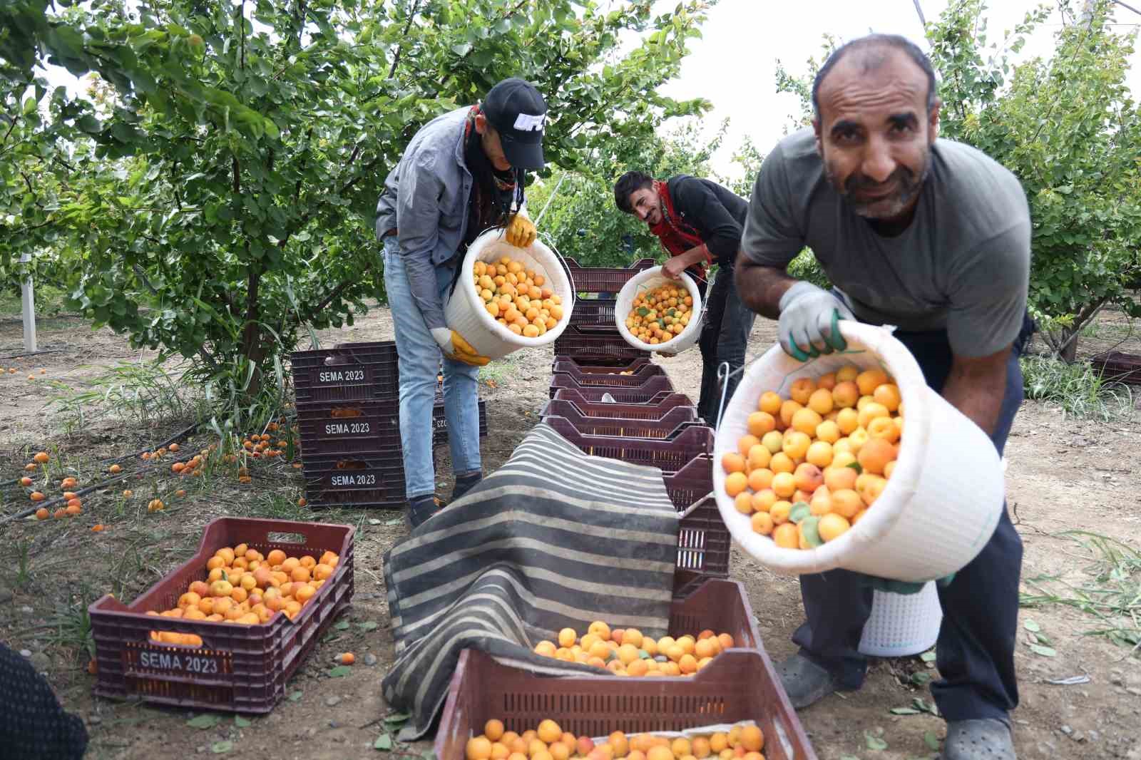 Enkaz kentte kayısı hasadı: Tarladan 20 TL’ye yurt içine, 25 TL’den yurt dışına satılıyor