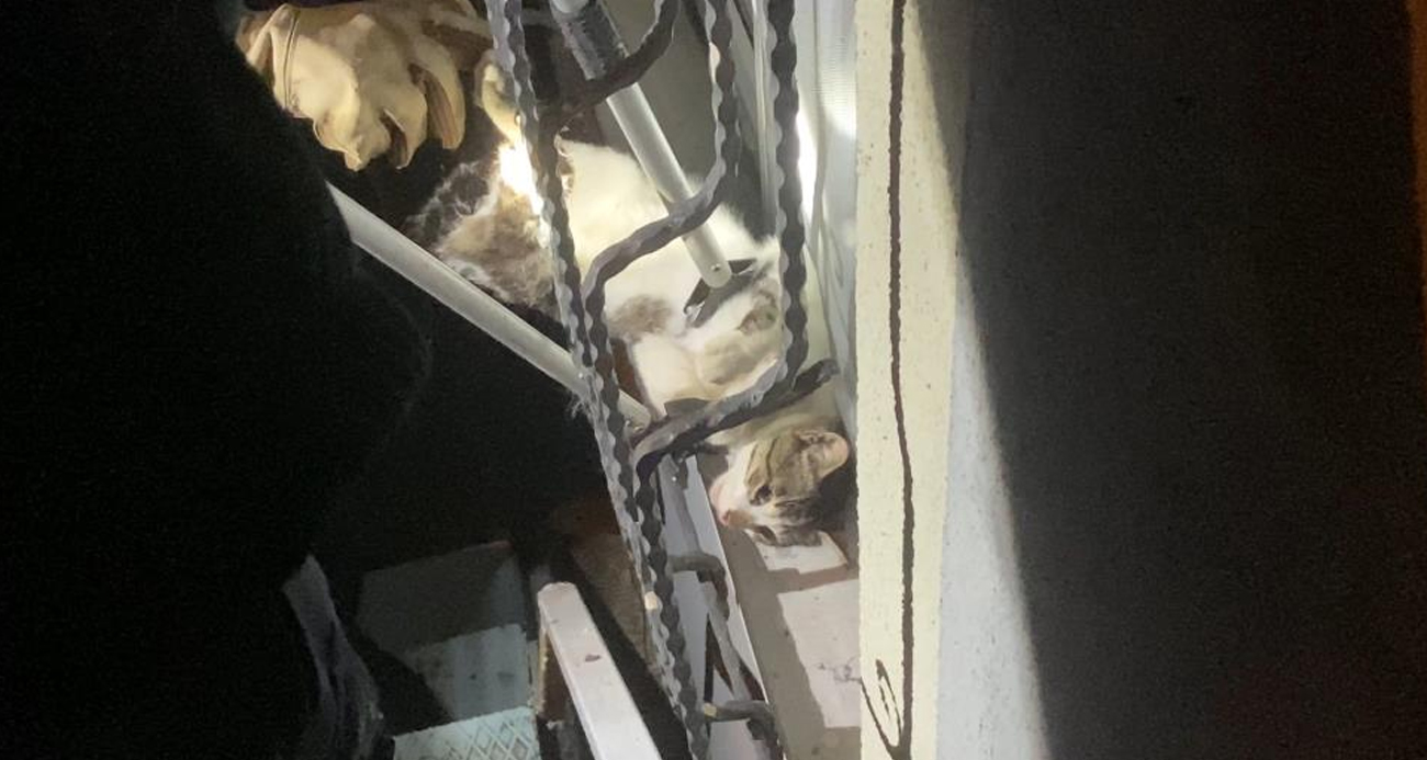 Pencere korkuluğuna sıkışan kediyi itfaiye kurtardı