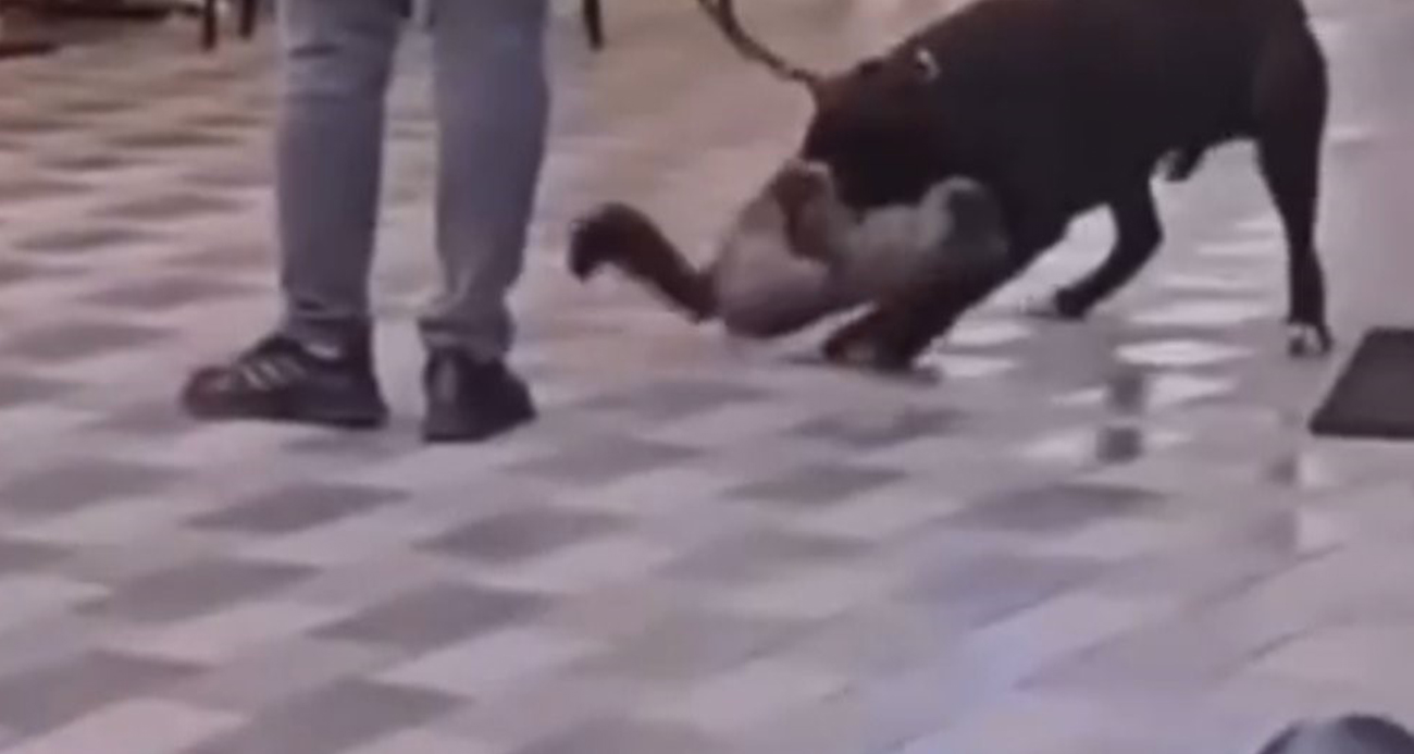 İzmir’de yasaklı ırk köpek kediyi nefessiz bıraktı, sahibi gözaltına alındı