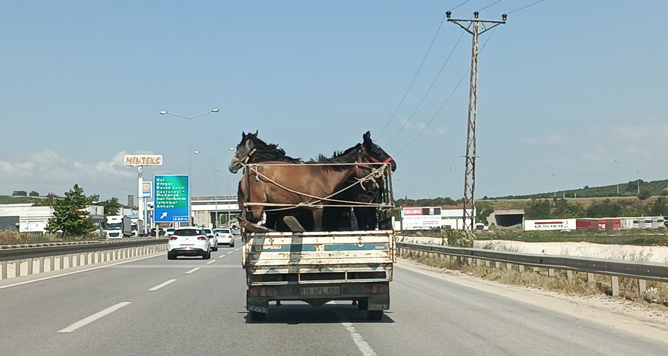 Kamyonetin kasasına 5 adet at sığdırdı